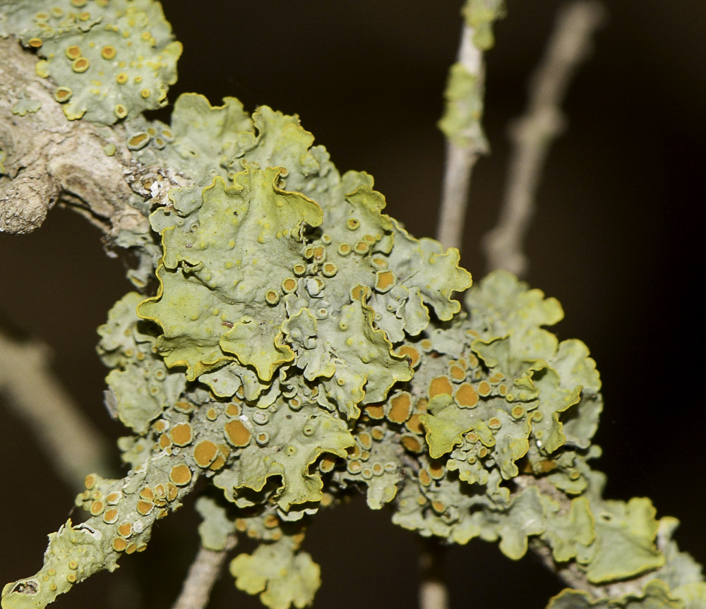 Изображение особи Xanthoria parietina.