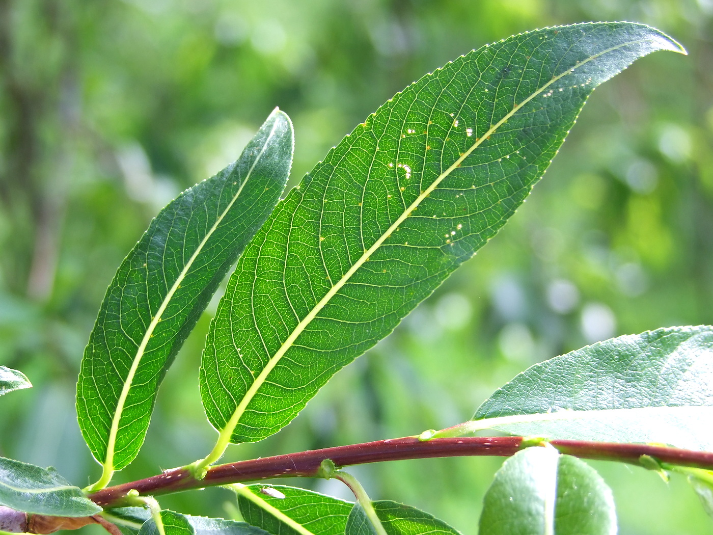 Изображение особи Salix rorida.