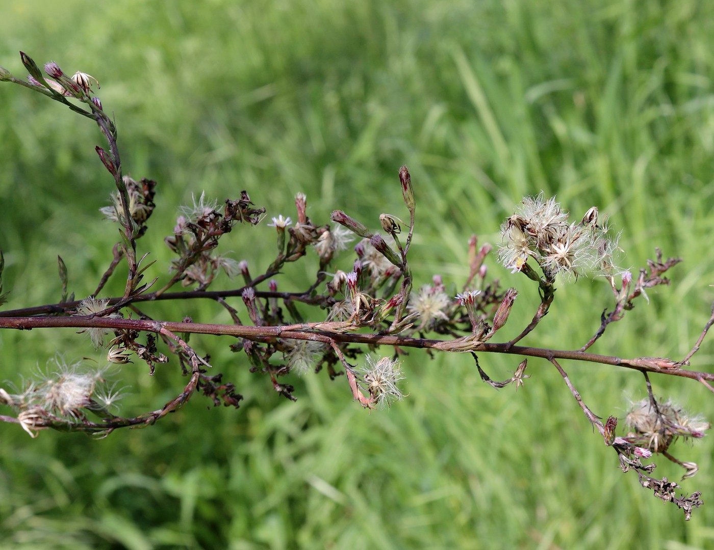 Image of Symphyotrichum subulatum specimen.