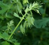 Corydalis nobilis