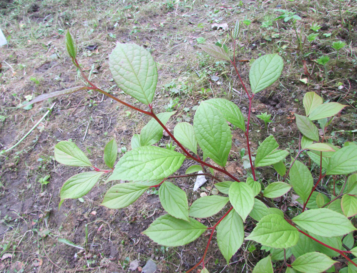 Image of Stewartia ovata specimen.