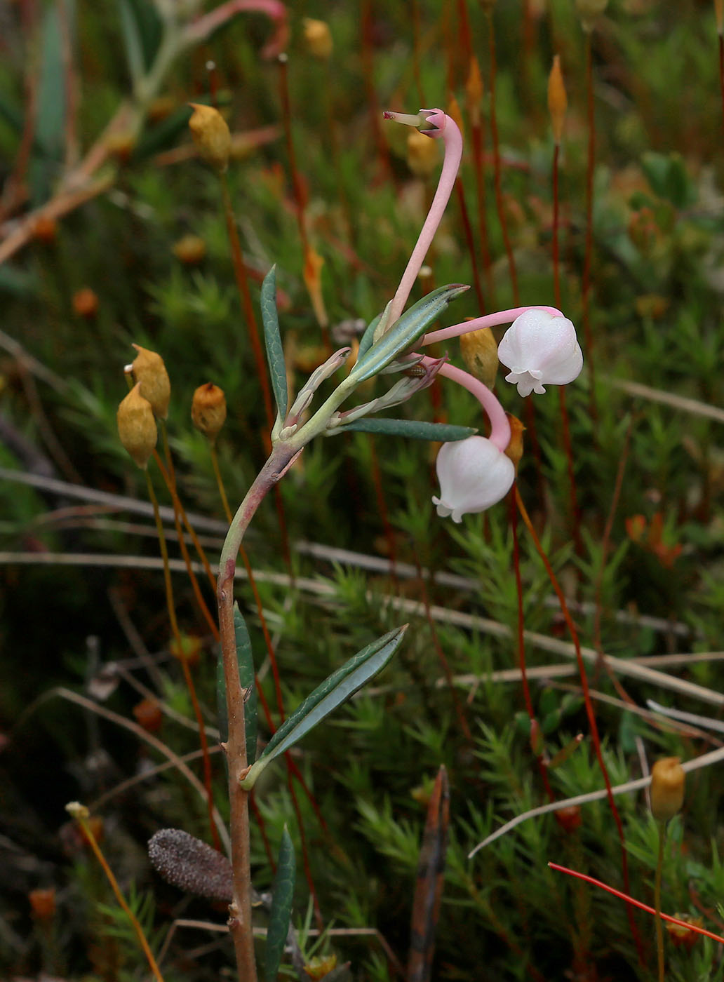 Image of Andromeda polifolia specimen.