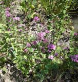 genus Centaurium