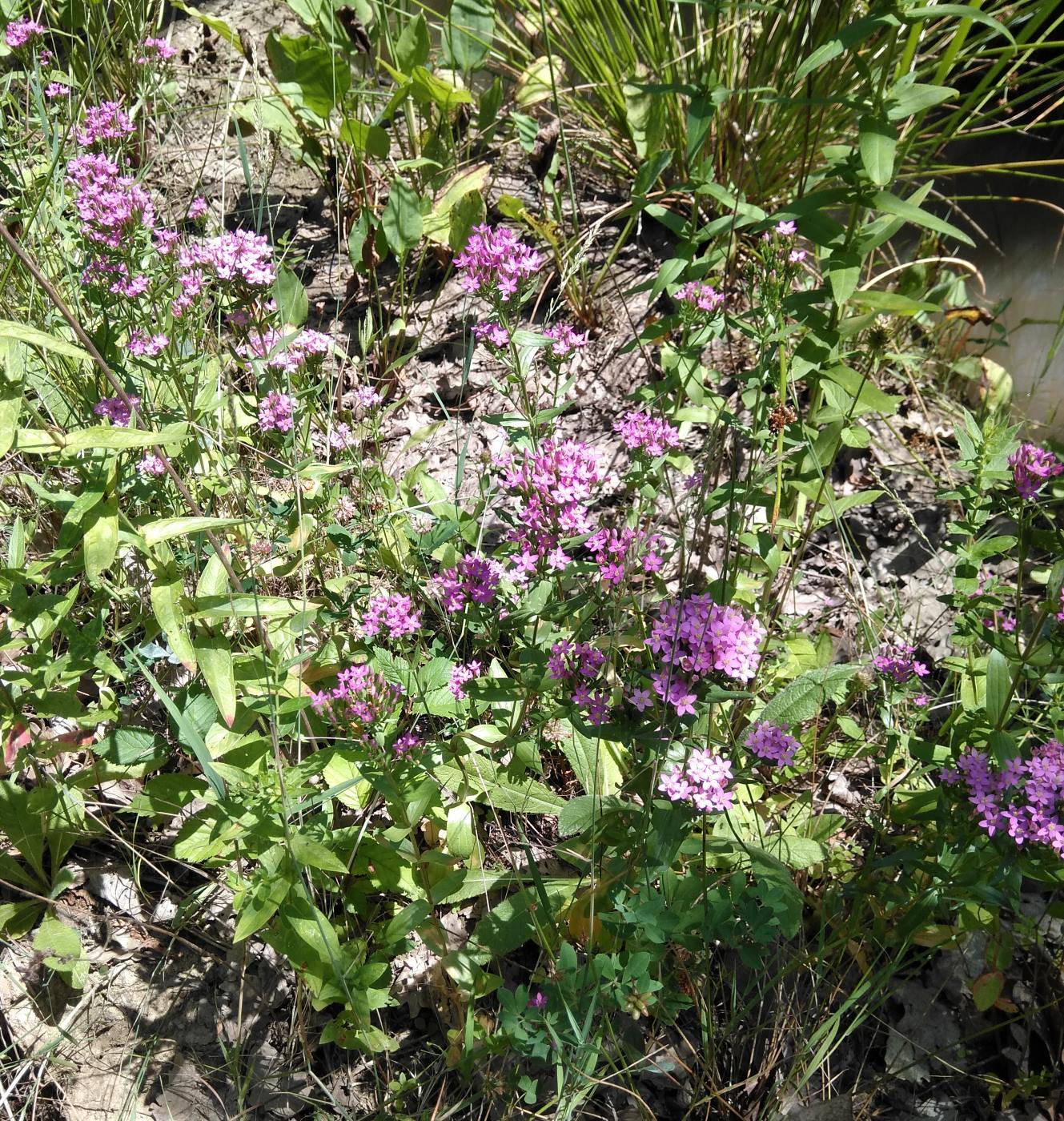 Изображение особи род Centaurium.