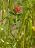 Trifolium incarnatum. Верхушка цветущего растения (видны листья с абаксиальной стороны). Пермь, Свердловский р-н, на сильно заросшем газоне около жилого дома. 5 июля 2018 г.