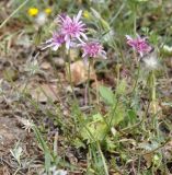 Crepis incana