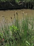 Carex disticha. Цветущие растения. Нидерланды, провинция Утрехт, окр. деревни Бюнник, заболоченный берег небольшой протоки. 2 июня 2010 г.