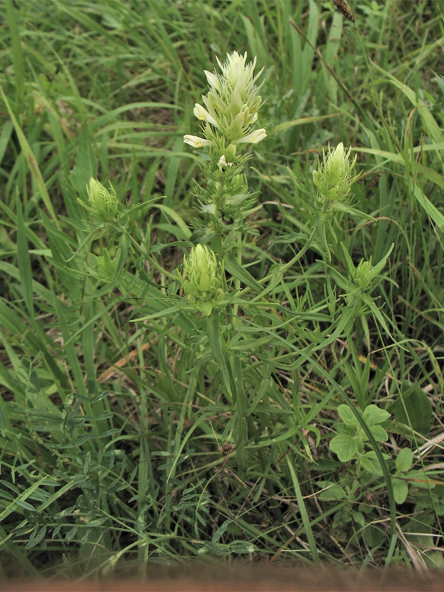 Image of Melampyrum arvense specimen.