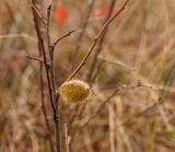 Amygdalus nana. Покоящаяся веточка с плодом. Башкортостан, Кугарчинский р-н, окр. дер. Мурадымово, природный парк \"Мурадымовское ущелье\", долина р. Большой Ик, травянистый склон на скальном массиве вдоль реки. 3 сентября 2018 г.