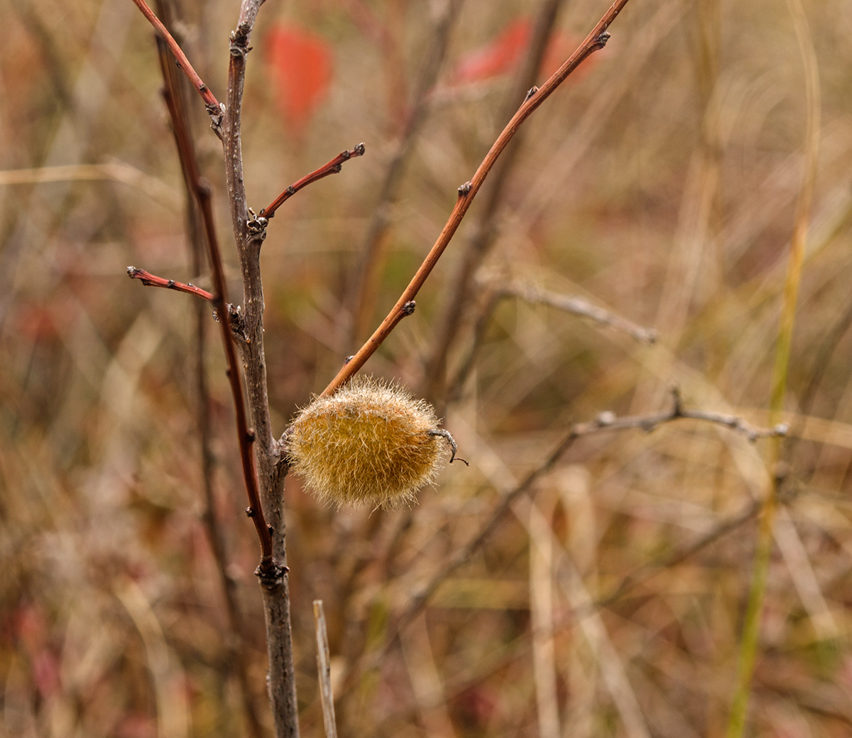 Изображение особи Amygdalus nana.