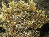 Squamarina cartilaginea