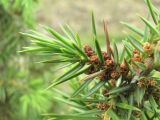 Juniperus oblonga