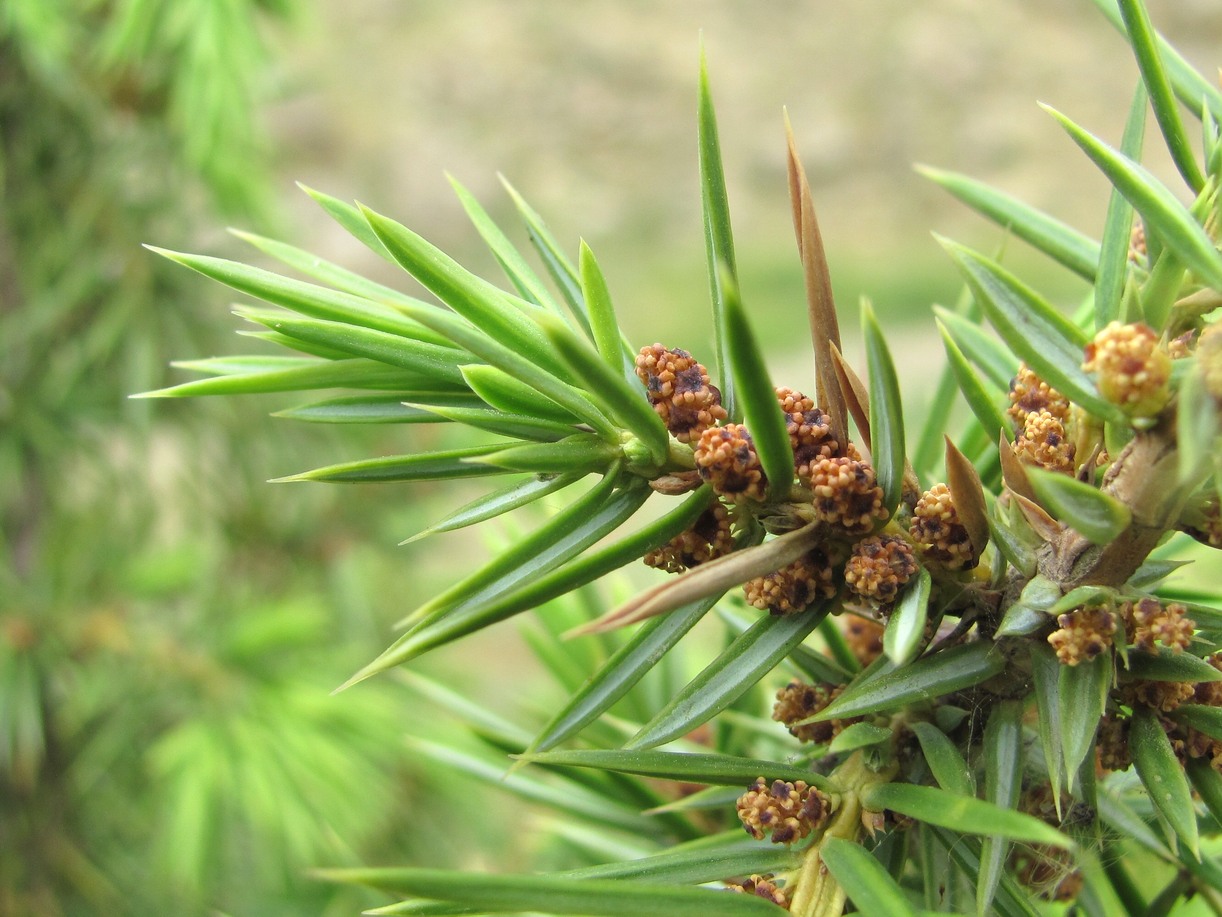 Image of Juniperus oblonga specimen.