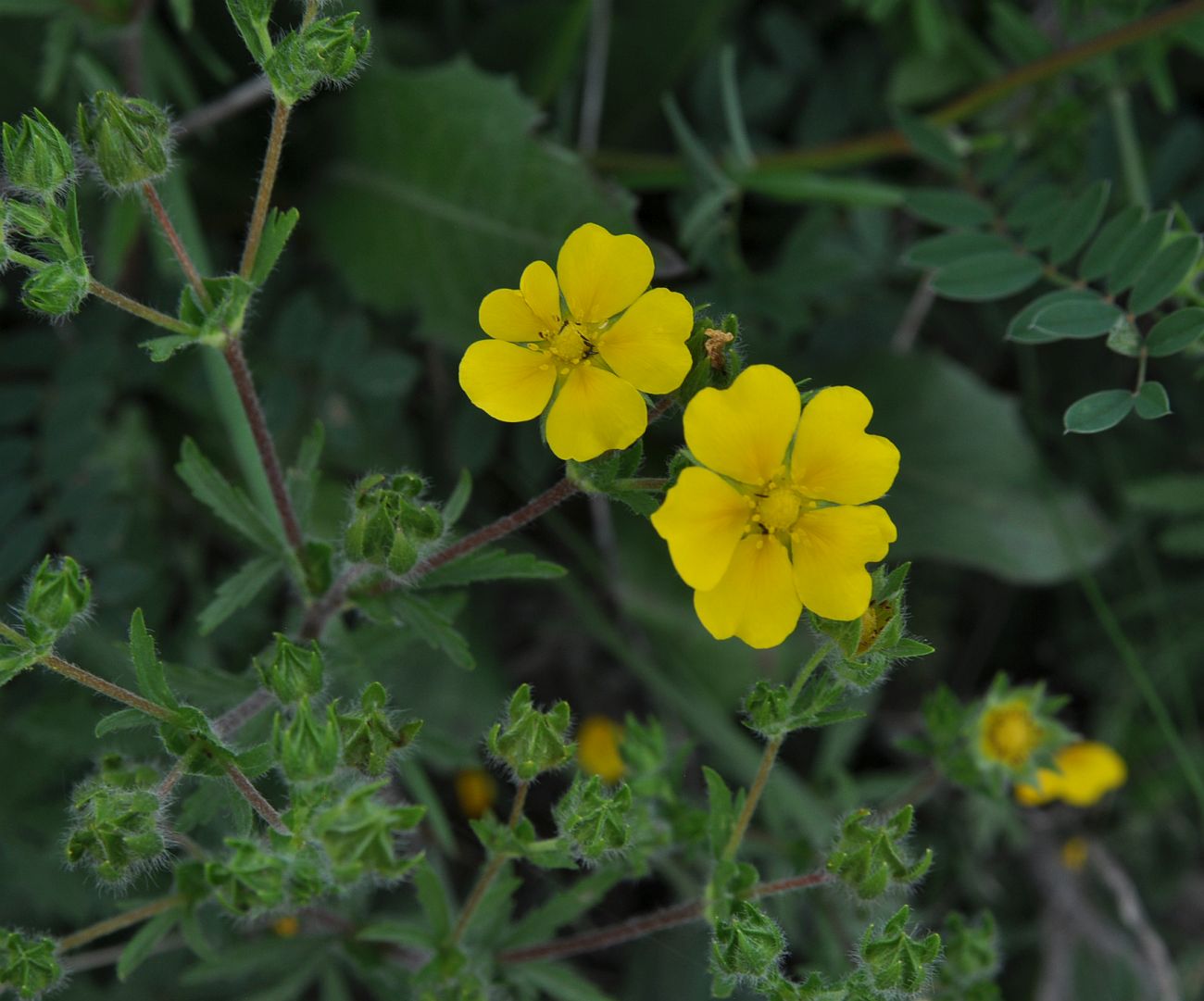 Image of genus Potentilla specimen.