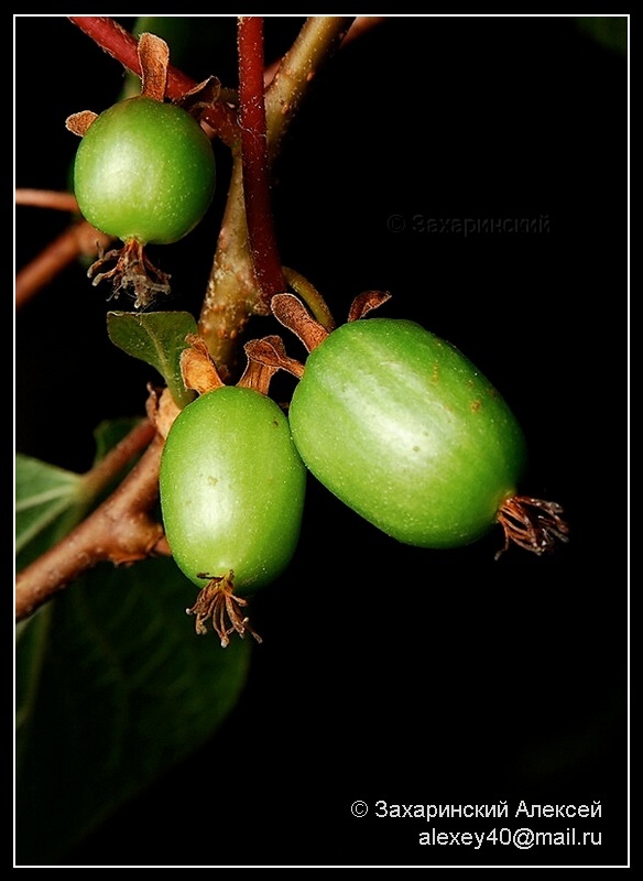 Image of Actinidia kolomikta specimen.