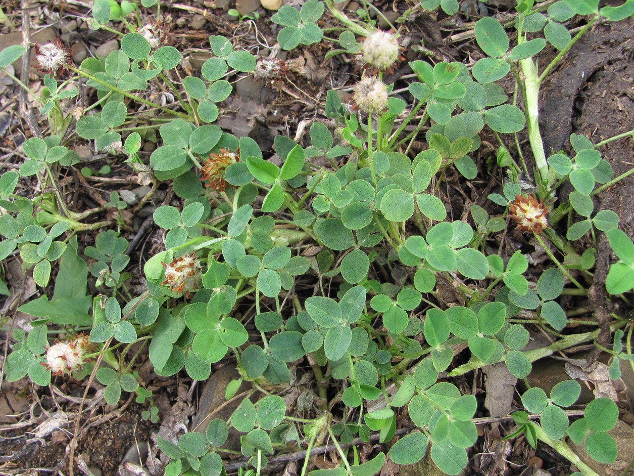 Image of Trifolium bonannii specimen.