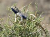 Salsola arbuscula. Вершина кроны зацветшего кустарника и самец степной агамы, обозревающий собственную территорию. Казахстан, Кызылординская обл., Шиелийский (Чиилийский) р-н, восточные окр. с. Шиели (Чиили) в р-не карьера Баламурун; Сырдарьинский Каратау, Северо-Западный Каратау, холмогорный массив Карамурын; боялычниковая пустыня на песках по денудационному шлейфу, выс. 175 м н.у.м. 12 июня 2018 г.