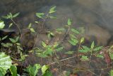 Persicaria amphibia. Вегетирующие растения на каменистом прибрежном мелководье. Финляндия, муниципалитет Савонлинна, окр. туркомплекса Харьюн Портти, оз. Пихлаявеси. 05.08.2018.
