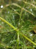 Ceratophyllum pentacanthum