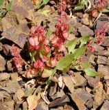 Rumex cyprius