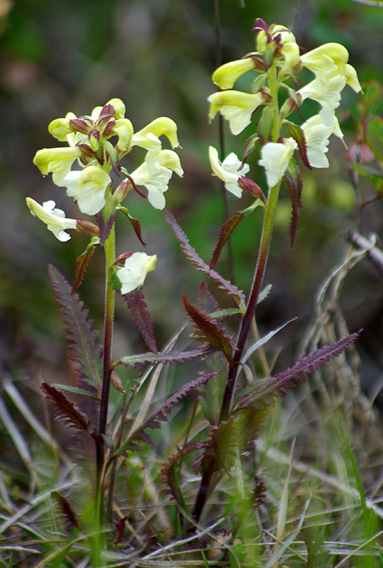 Изображение особи Pedicularis lapponica.