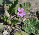 Erodium botrys