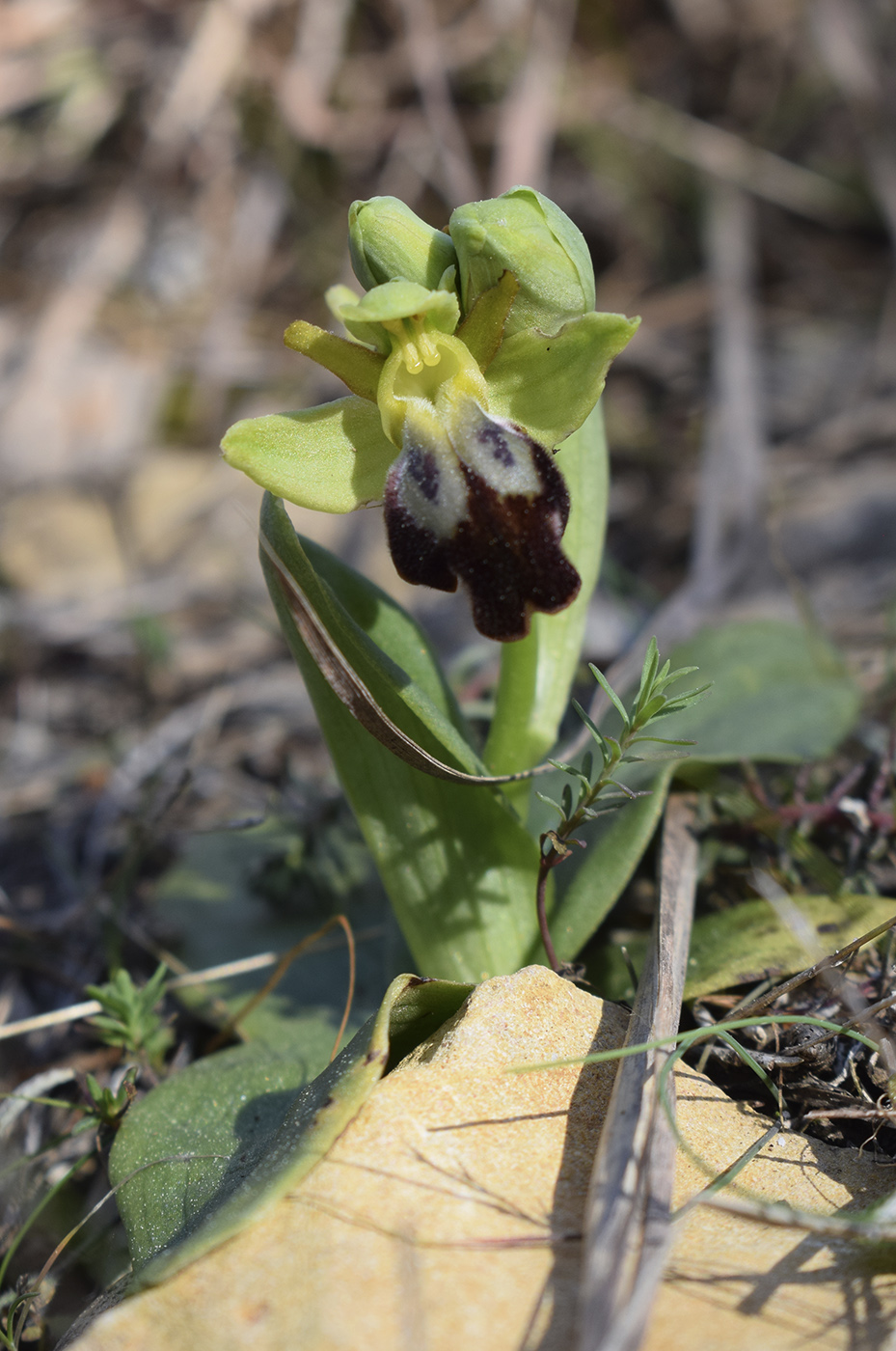 Изображение особи Ophrys fusca.