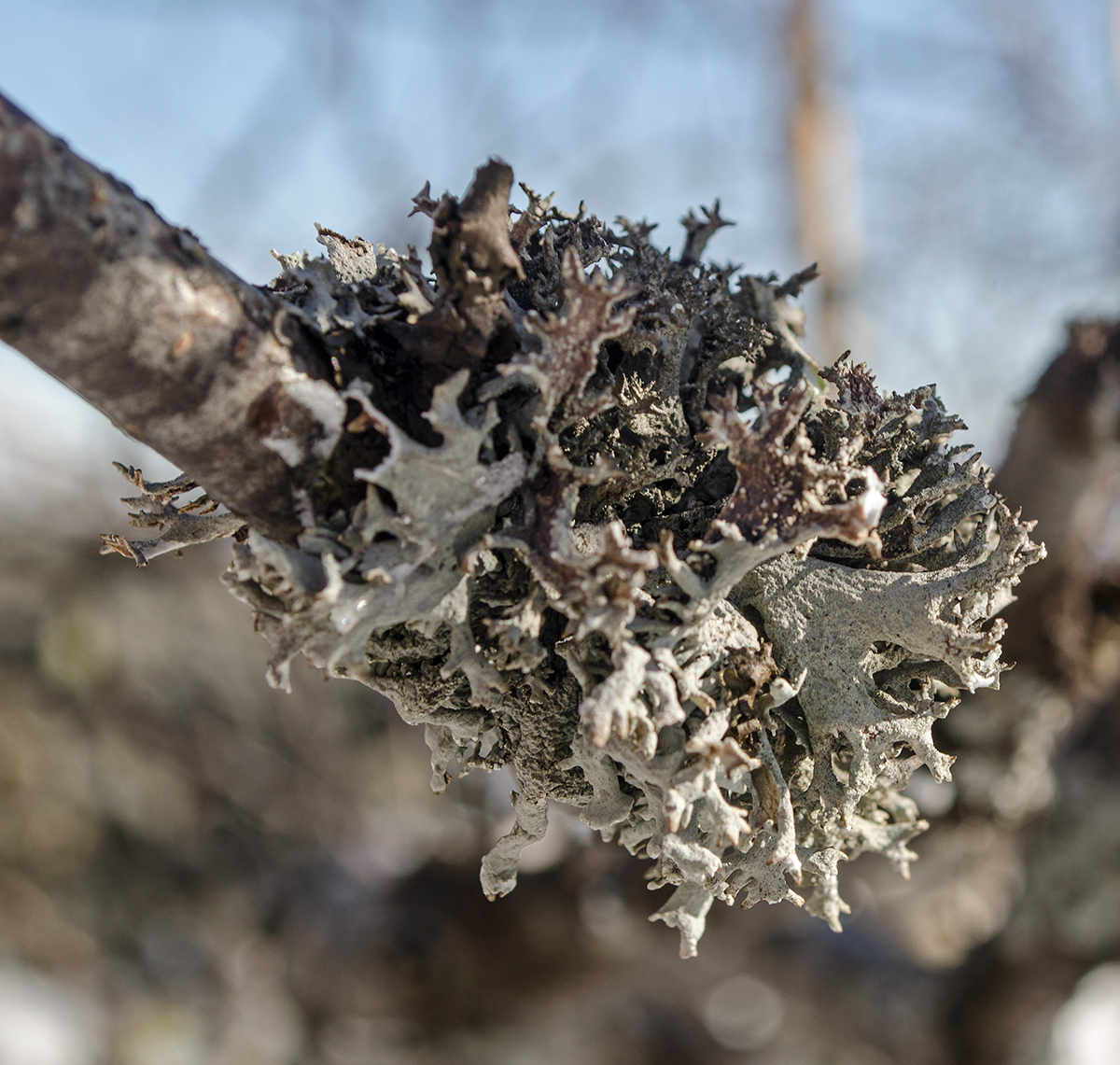 Изображение особи семейство Parmeliaceae.