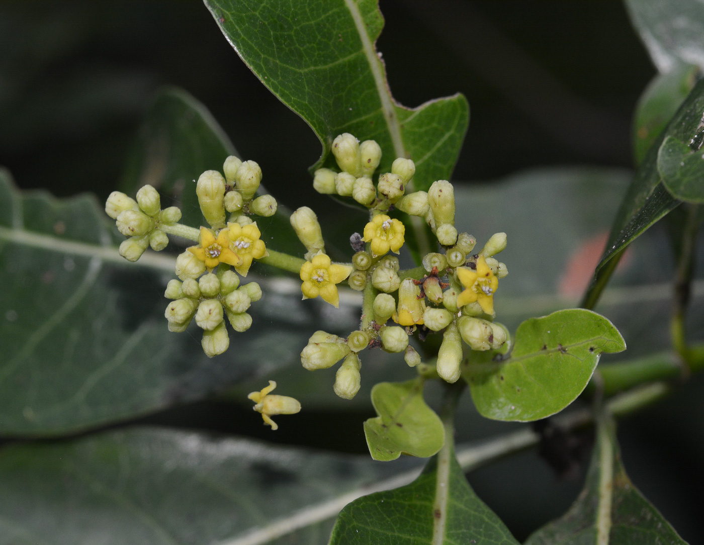 Изображение особи Psychotria riparia.