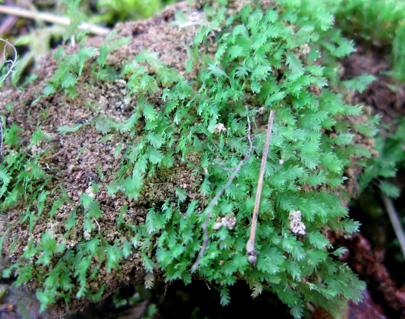 Image of Schistostega pennata specimen.