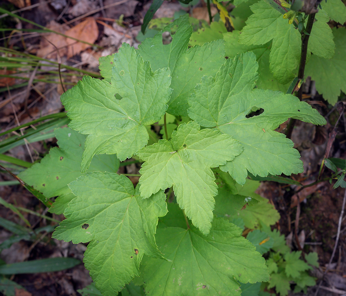 Image of genus Ribes specimen.