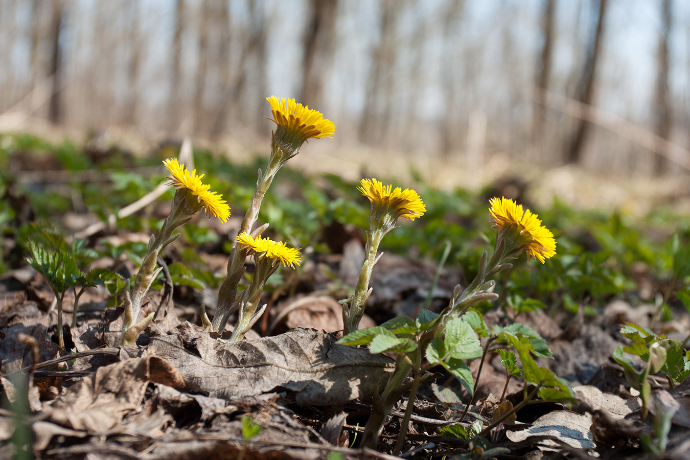 Image of Tussilago farfara specimen.