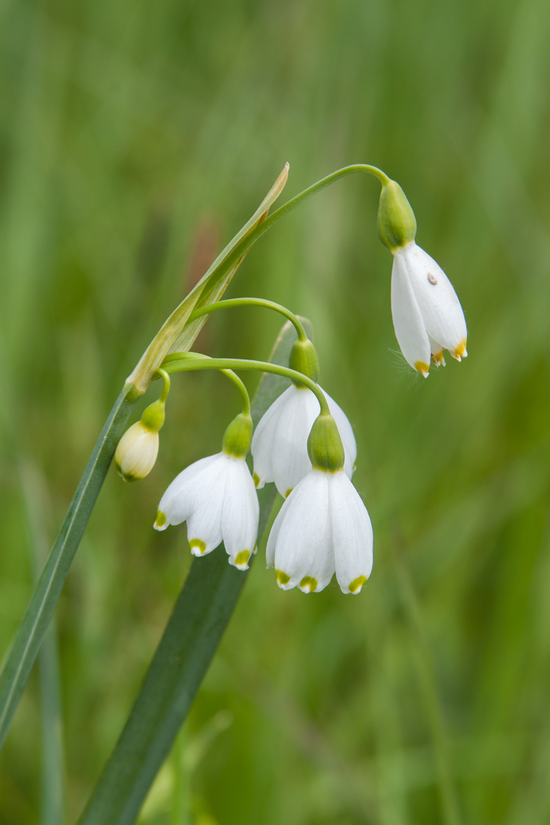 Изображение особи Leucojum aestivum.