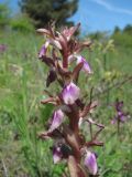 Anacamptis subspecies fedtschenkoi