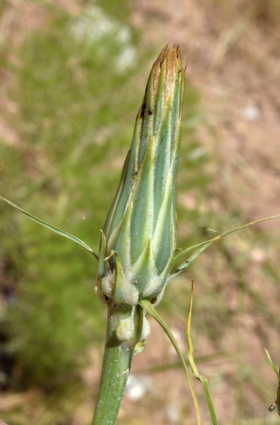 Изображение особи Scorzonera tragopogonoides.