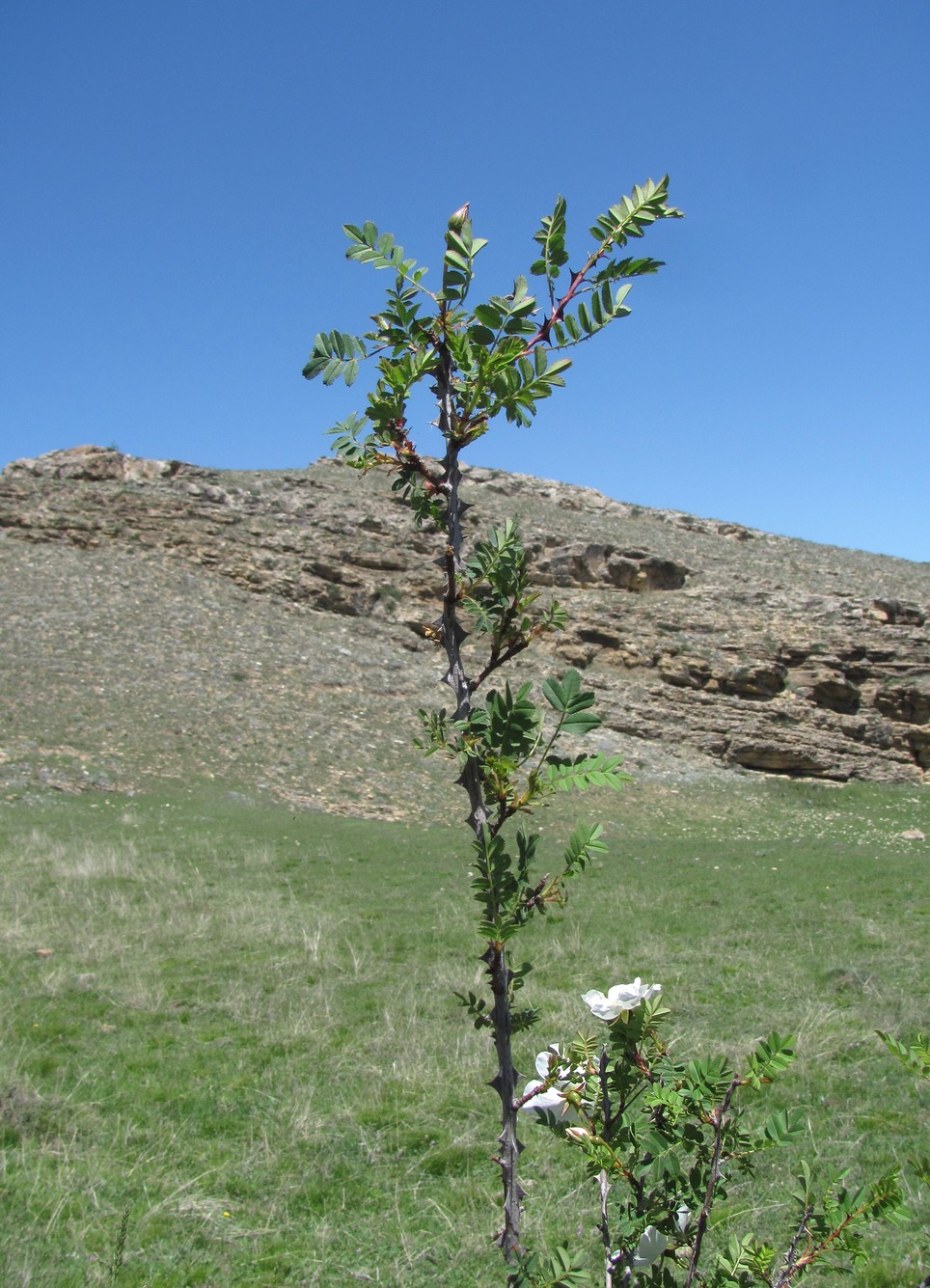 Image of Rosa elasmacantha specimen.