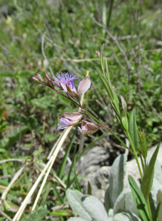 Изображение особи Polygala sosnowskyi.