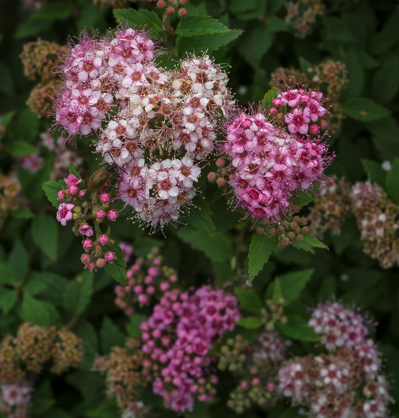 Image of Spiraea japonica specimen.