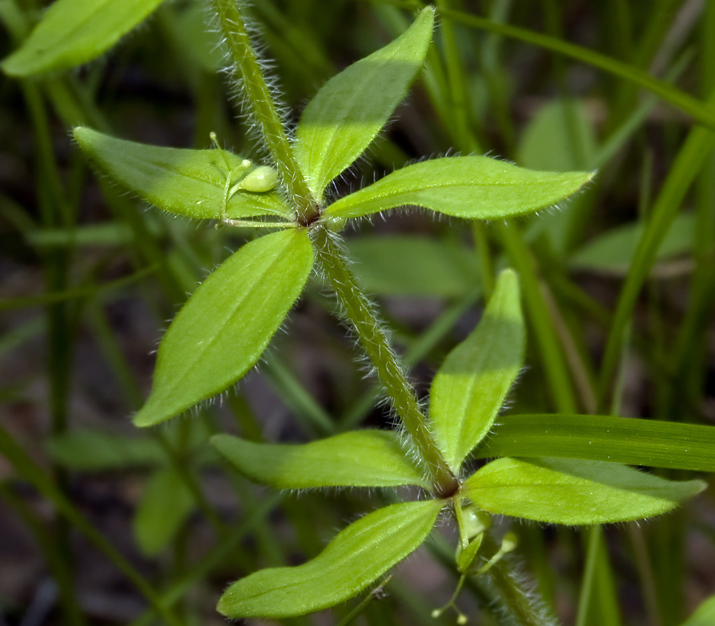 Image of Cruciata krylovii specimen.