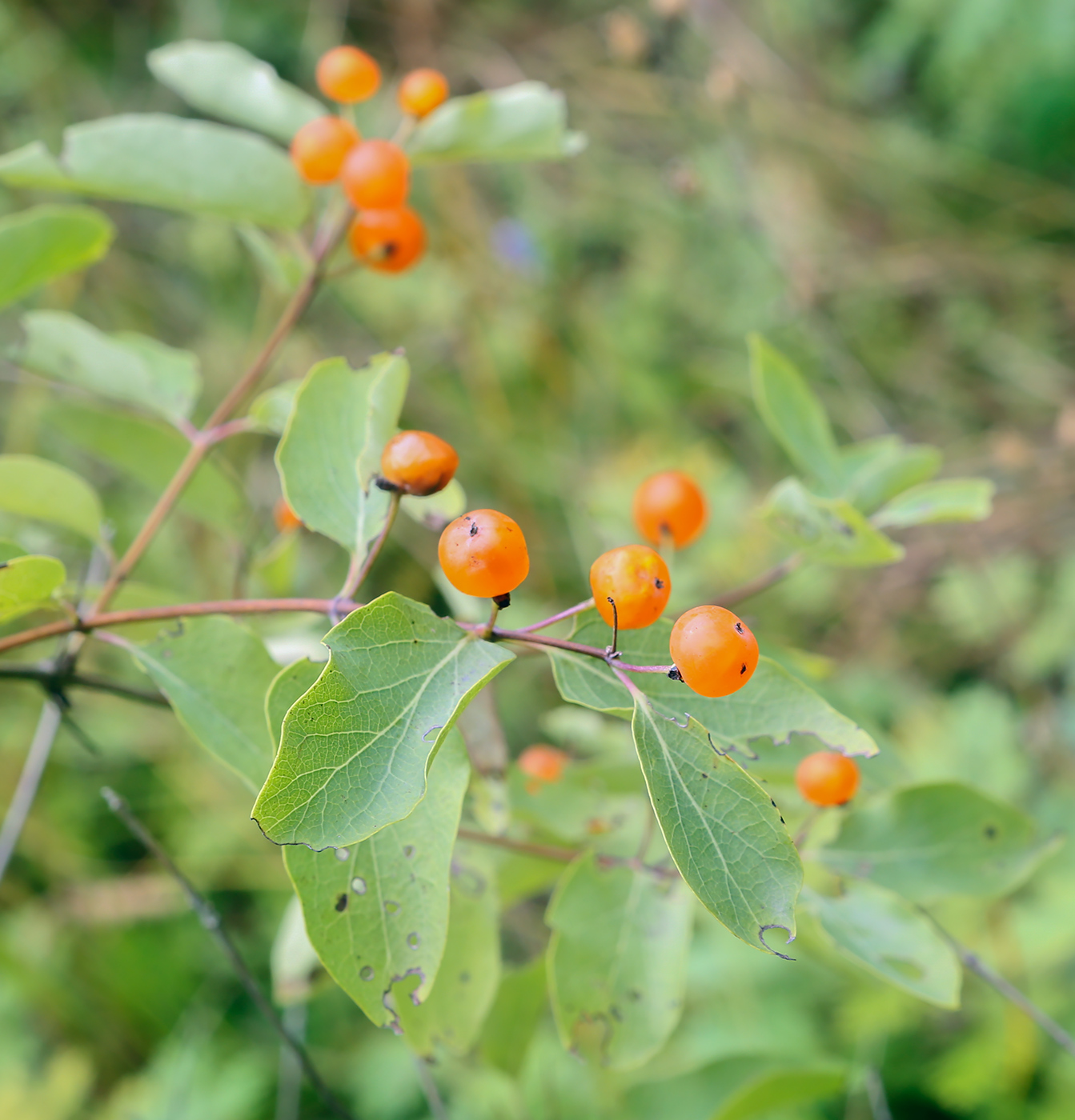 Image of Lonicera tatarica specimen.