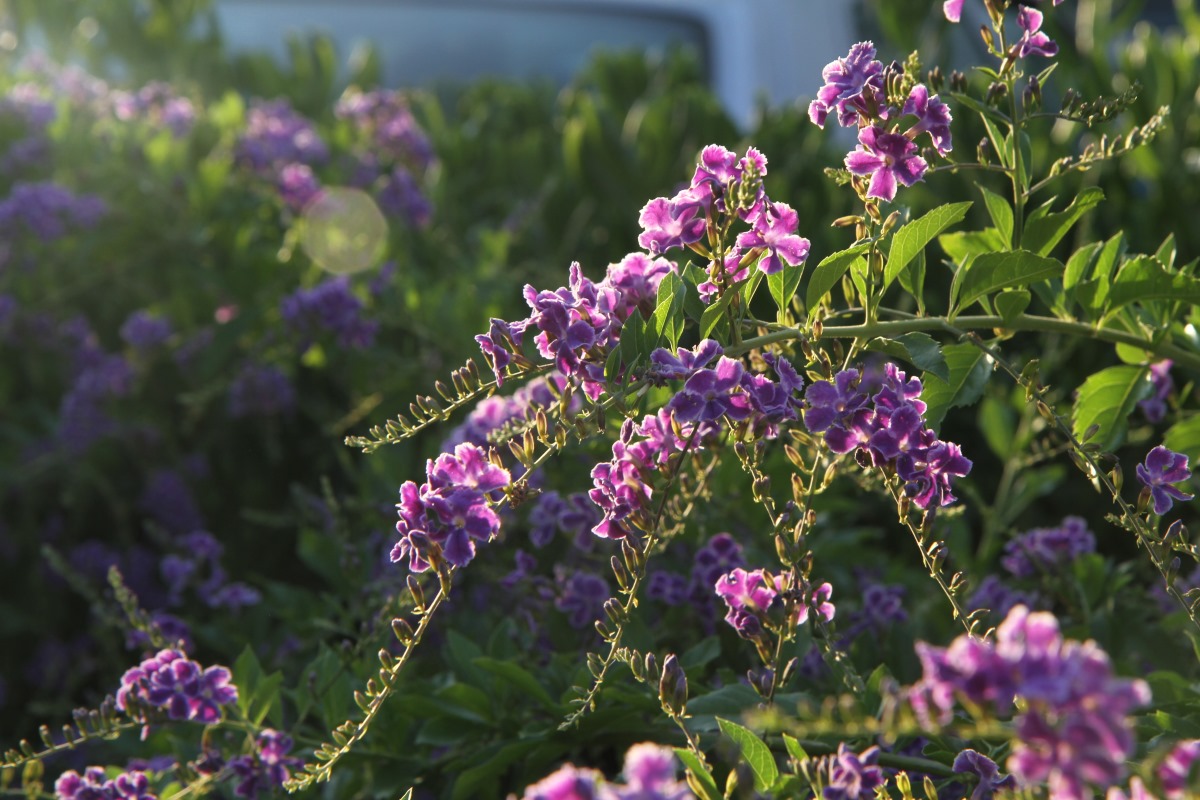 Image of Duranta erecta specimen.