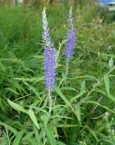 Veronica longifolia