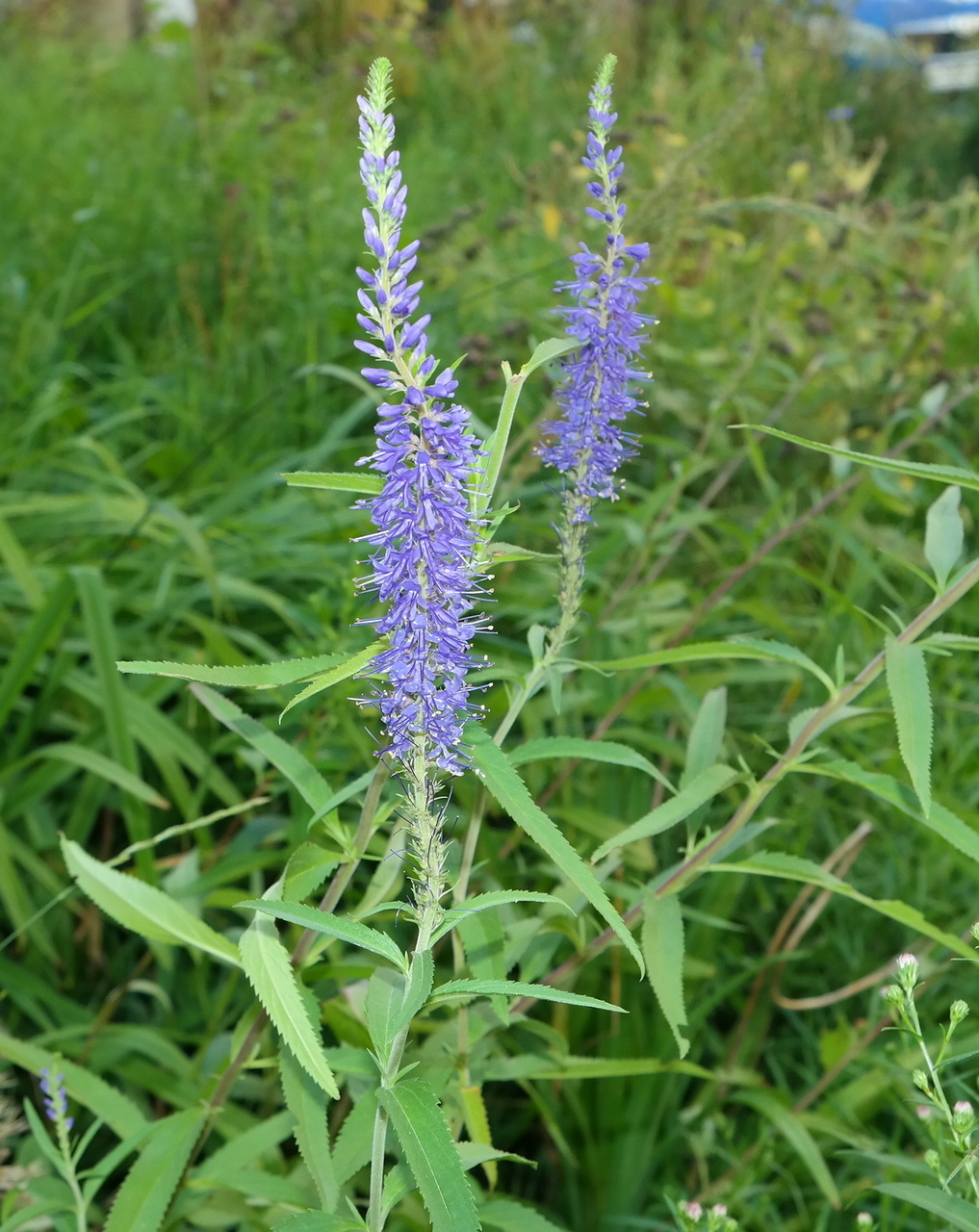 Image of Veronica longifolia specimen.