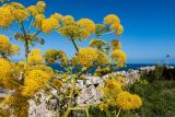 Ferula communis