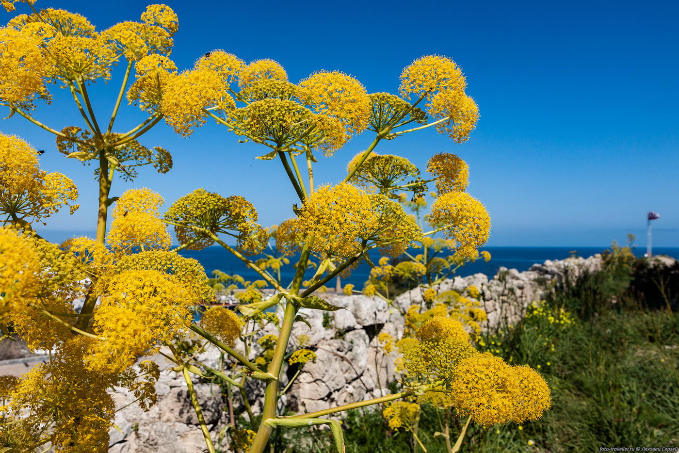 Изображение особи Ferula communis.