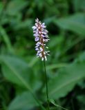 Bistorta officinalis. Верхушка побега с соцветием. Башкирия, Белорецкий р-н, гора Большой Иремель, ≈ 1200 м н.у.м., опушка смешанного леса. 30.07.2019.