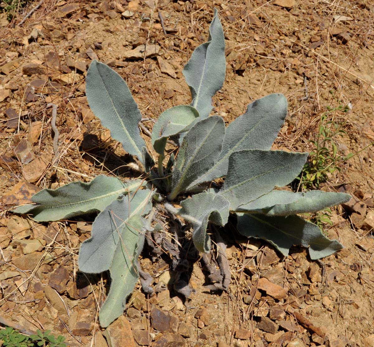 Изображение особи Anchusa strigosa.