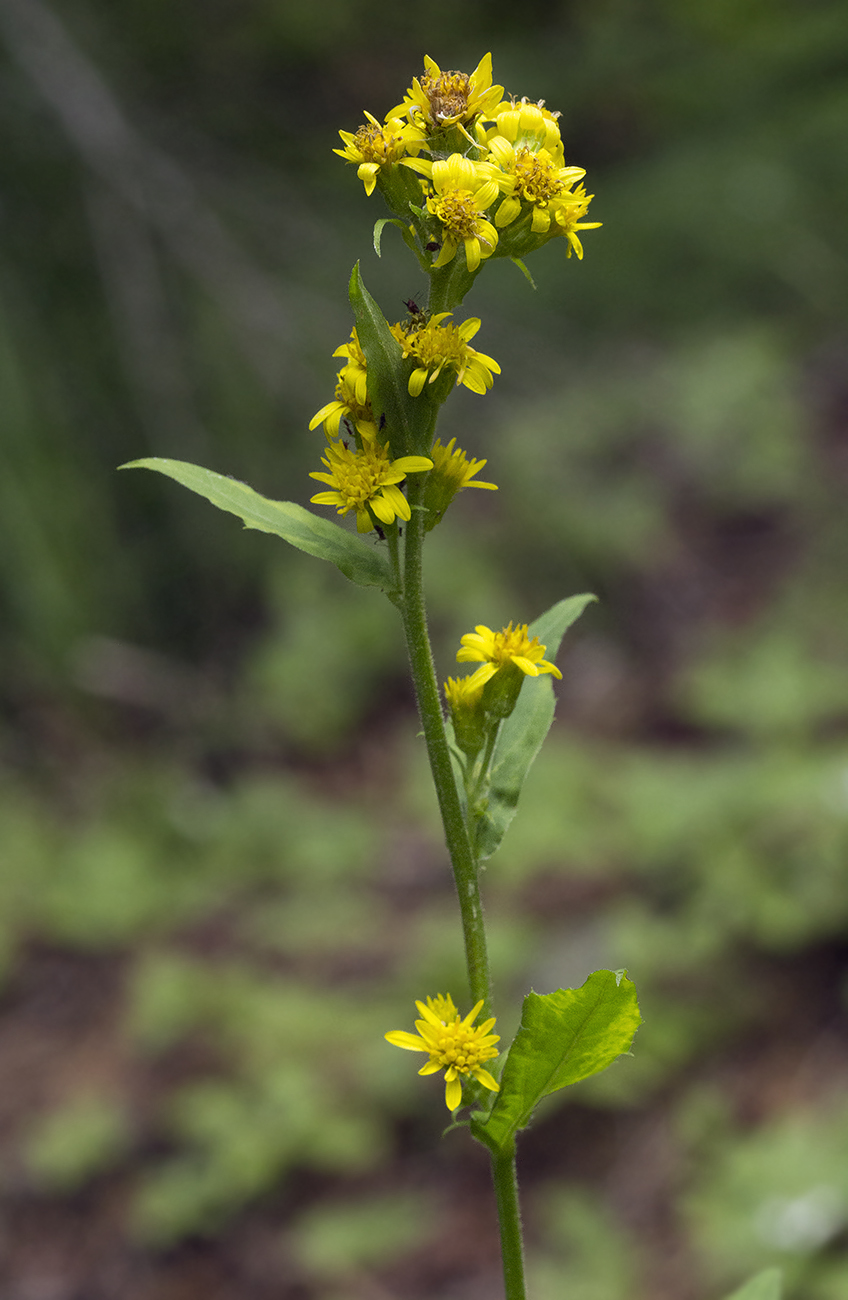 Изображение особи Solidago virgaurea.