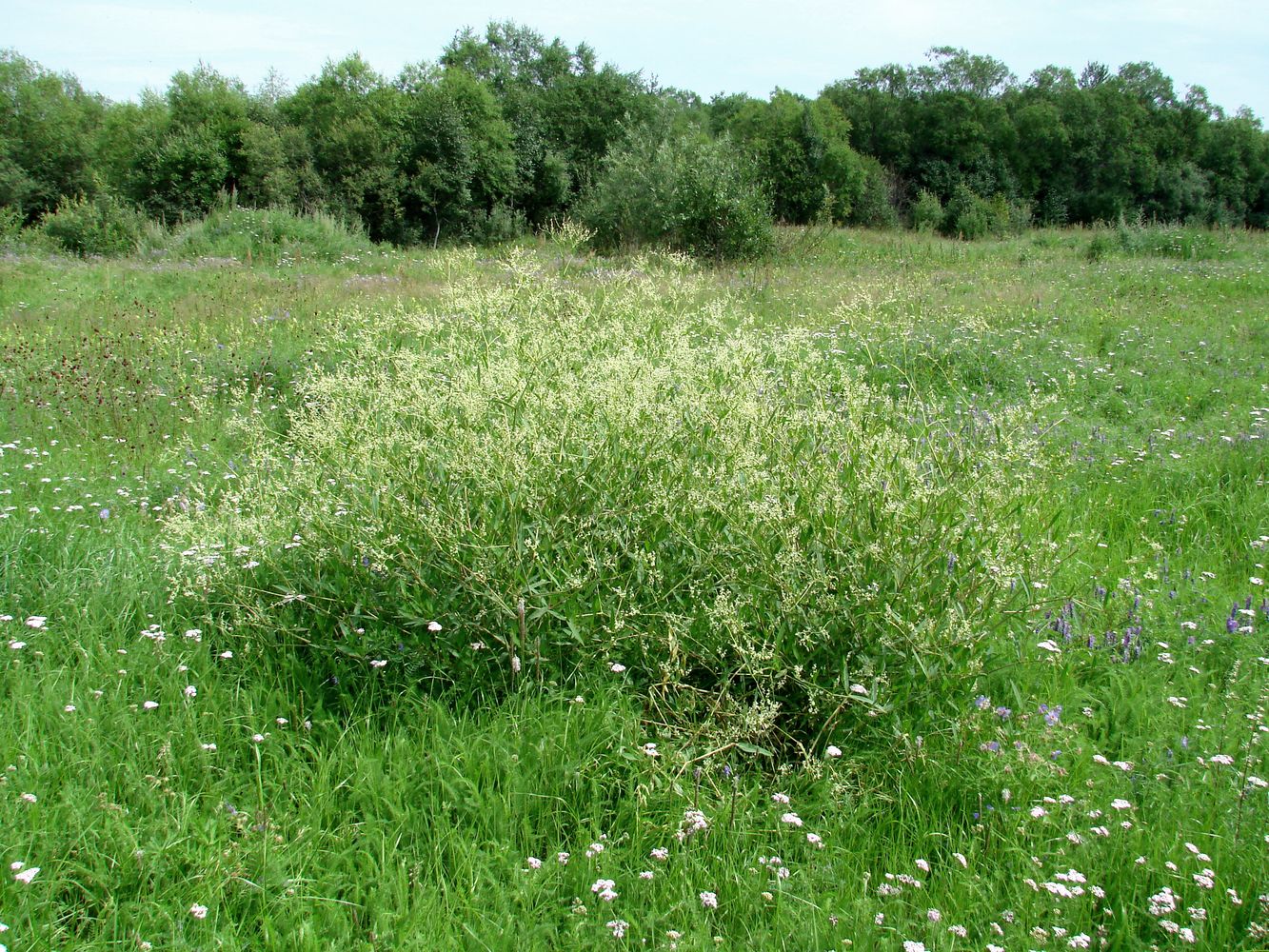 Изображение особи Aconogonon divaricatum.