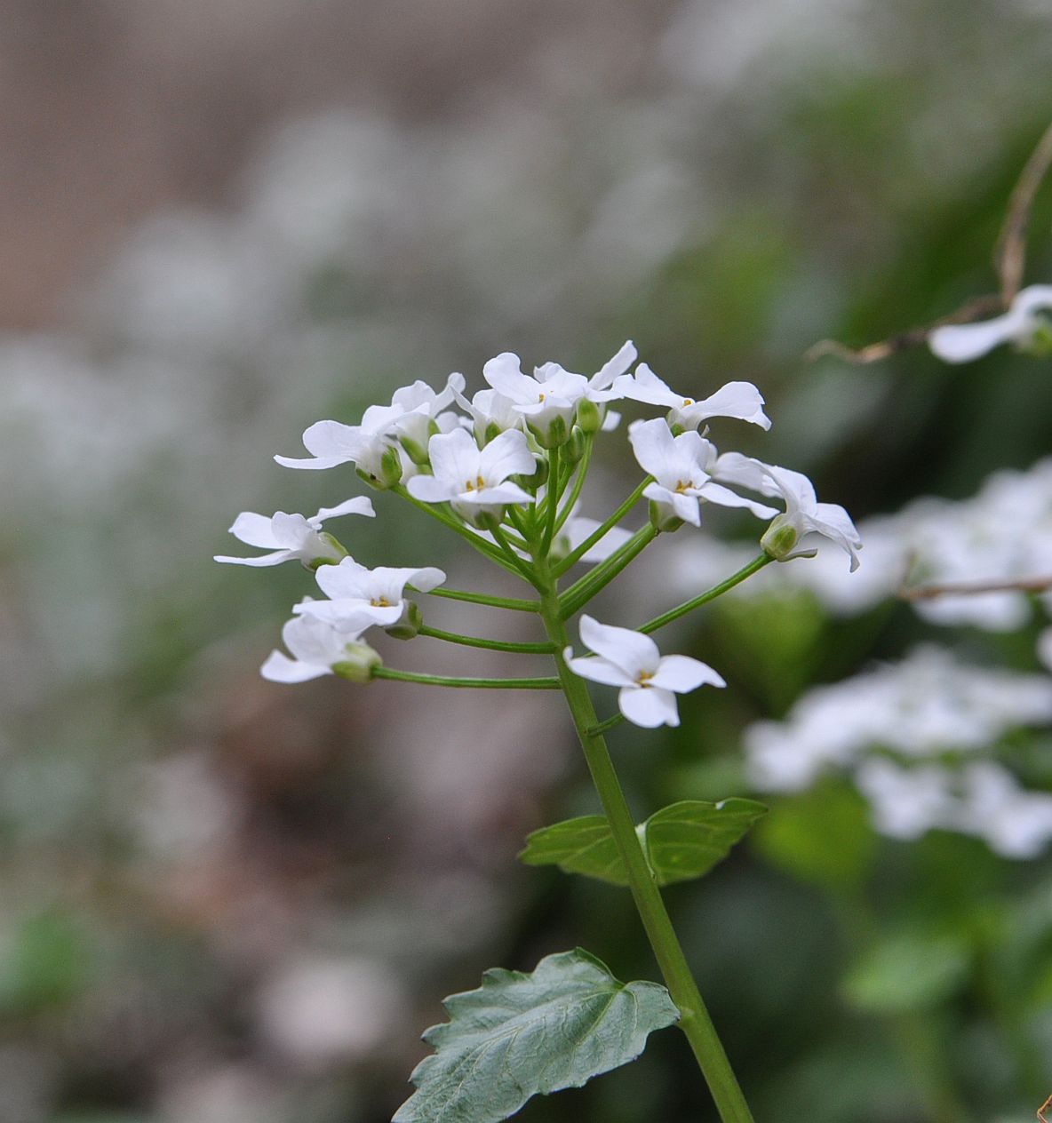 Изображение особи Pachyphragma macrophyllum.